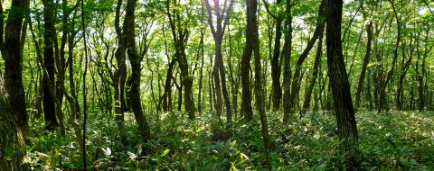 Photo by Jet Kim on Unsplash green-leafed grasses in a forest